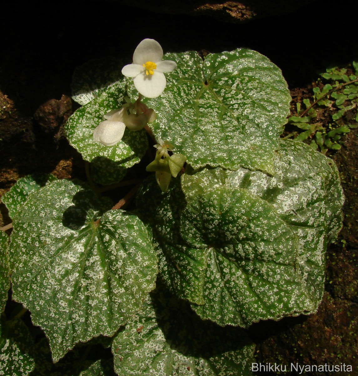 Begonia tenera Dryand.